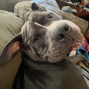 Meet your Posher, Iluvmonkeys